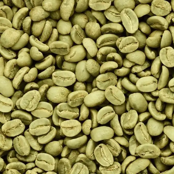 Washed green coffee beans being sorted and processed