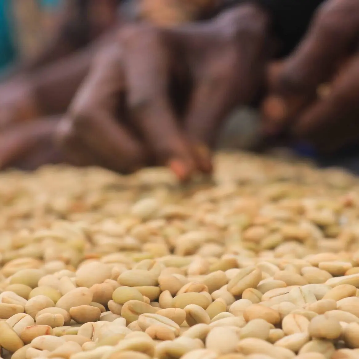 Yirgacheffe washed coffee — organic certified production