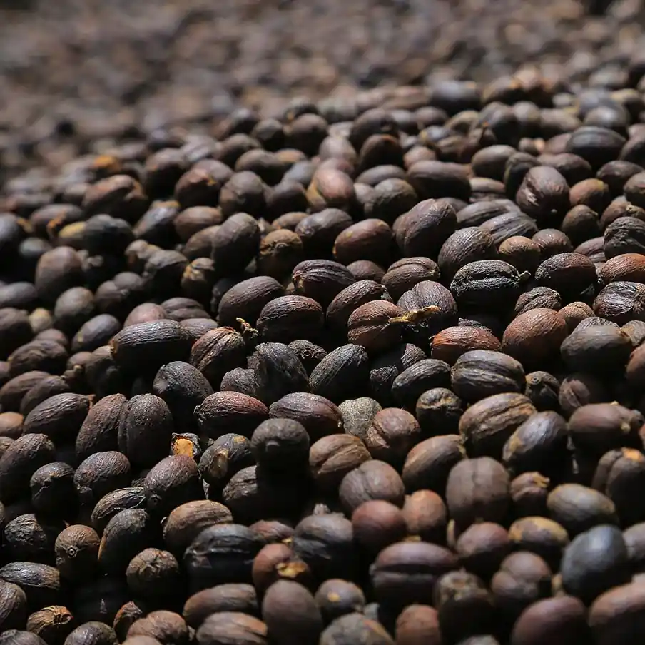 Natural sun-dried Yirgacheffe coffee beans on raised drying beds